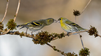 Erlenzeisig, bird, natur, wild lebende tiere, ast, gelb, spatz, tier, wild, baum, frühling