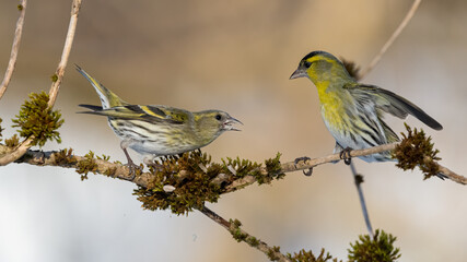 Erlenzeisig, bird, natur, wild lebende tiere, ast, gelb, spatz, tier, wild, baum, frühling