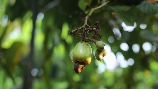 Cashew nut (Anacardium occidentale) fruit on tree with blurred background