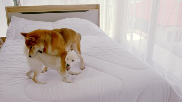 Handheld, Slow Motion &ndash; An adult purebred brown Shiba Inu and a white purebred shiba puppy playing together in white bed..
