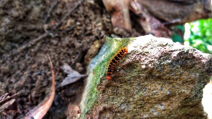 lizard on a tree trunk