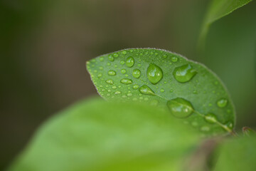 A dewy leaf