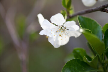 Pear blossom in spring