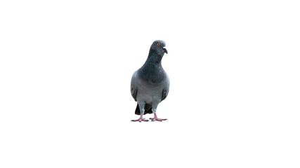 pigeon isolated on white background with clipping path.