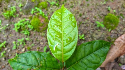 green leaves in the garden