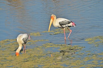 painted stork