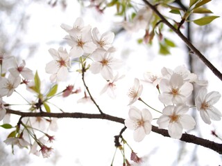 透明感のある桜の花