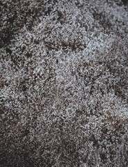 Close-up of dried flowers used for decoration.