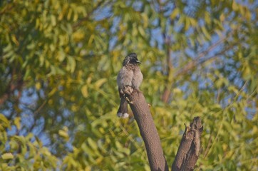 bulbul