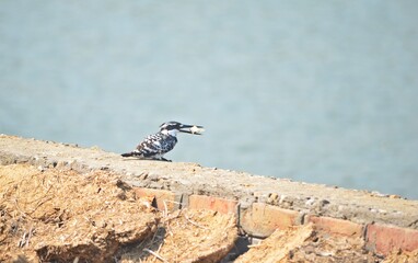 pied kingfisher
