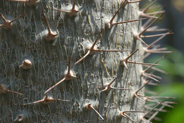 サボテンのトゲ