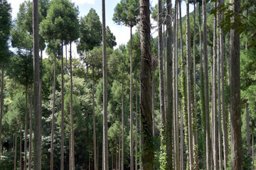 北山杉　京都市北区