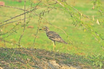 eurasian thick knee 
