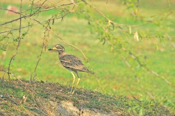 eurasian thick knee 