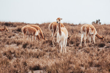 Vicuña, alpaca, que habita en la sierra de Ecuador, Perú y Bolivia, en la cordillera de los andes, en estado salvaje.
Vicuña, alpaca, that lives in the mountains of Ecuador, Peru and Bolivia