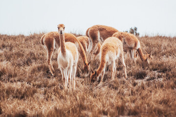 Vicuña, alpaca, que habita en la sierra de Ecuador, Perú y Bolivia, en la cordillera de los andes, en estado salvaje.
Vicuña, alpaca, that lives in the mountains of Ecuador, Peru and Bolivia