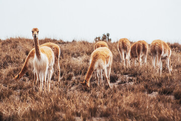 Vicuña, alpaca, que habita en la sierra de Ecuador, Perú y Bolivia, en la cordillera de los...