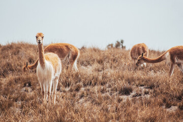 Vicuña, alpaca, que habita en la sierra de Ecuador, Perú y Bolivia, en la cordillera de los andes, en estado salvaje.
Vicuña, alpaca, that lives in the mountains of Ecuador, Peru and Bolivia