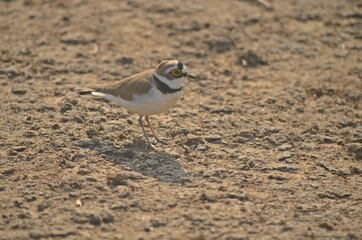 little ringed plover