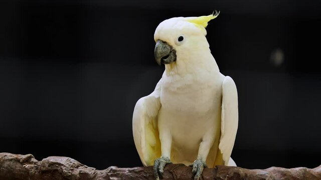 white parrot cockatoo ,Video Clip stock footage.
