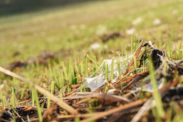 Spider web on the grass with water droplets