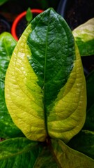 Anthurium "jemani" leaves that undergo mutation, variegata to have a yellow color, previously these leaves were dominated by green.