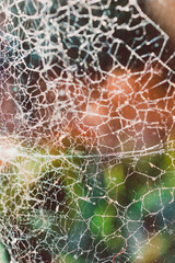 close-up of big spider web on window with light shining through it and backyard bokeh