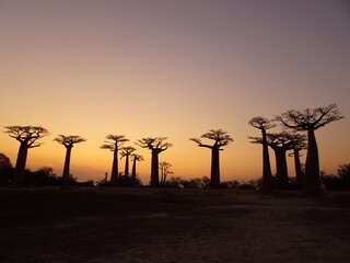 Baobab trees at sunset at the avenue of the baobabs in Morondava　(Madagascar)