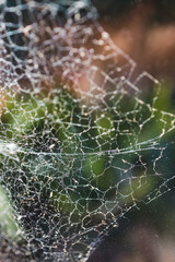close-up of big spider web on window with light shining through it and backyard bokeh