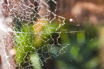 close-up of big spider web on window with light shining through it and backyard bokeh