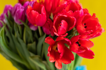 An armful of multi-colored tulips on a yellow background. A large bouquet for a woman on March 8. International Women's Day