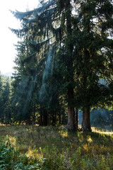 light beam in mystic forest