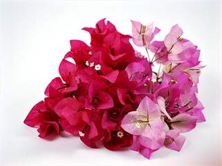 Red flowers pink Bougainvillea glabra isolated on white background macro image ,sweet color	