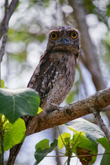 Australian wildlife birds tawny frog mouth owl