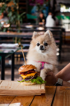Perro pomerania con hamburguesa
