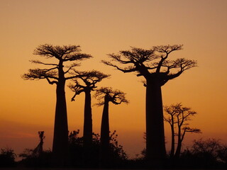 Fototapeta na wymiar Baobab trees at sunset at the avenue of the baobabs in Morondava　(Madagascar)
