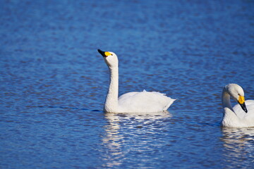 優雅な水上の姿