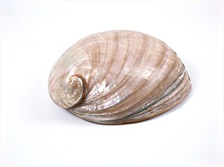 Sea shell Haliotis diversicolor animal , Mollusca isolated on white background