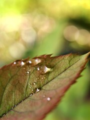Blurred rose leaf with water drops in garden ,Blurred abstract autumn pink leaf for background green leaf with blurred background, rose plant ,macro image ,soft focus for card design