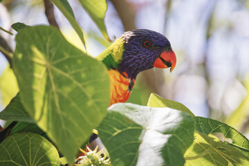 Australian wildlife birds rainbow lorikeet