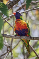 Australian wildlife birds rainbow lorikeet