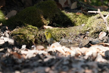black faced bunting on the forest