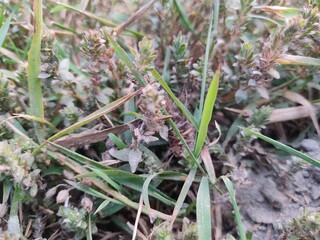 Beautiful macro Green fresh plants grass.field of fresh green grass.Agricultural landscape in the summer time.
