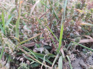 Beautiful macro Green fresh plants grass.field of fresh green grass.Agricultural landscape in the summer time.