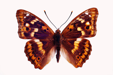 Lesser Purple Emperor (Apatura ilia). A butterfly from the nymphalid family. Isolated on white background.