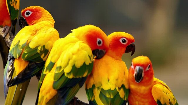 Little Parrot colorful bird, (White Eye-ring), Fischer Lovebirds, Video Clip stock footage.