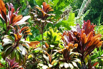 Hawaiian Plant, Ti Leaf in Maui, Hawaii - ハワイの植物 ティーリーフ 