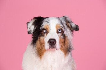 Australian shepherd dog studio portrait