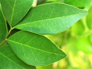 Macro lemon lime green leaves in garden ,closeup nature leaf for background