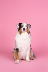 Australian shepherd dog studio portrait